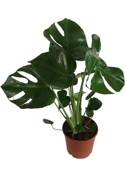 Monstera Delicious