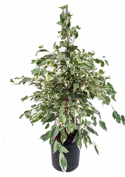 Ficus Benjamin
