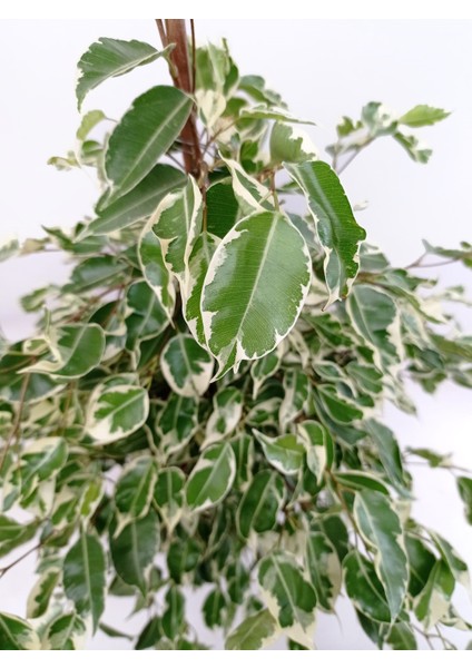 Ficus Benjamin fiyatları