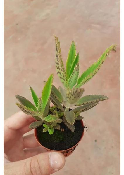 Kalanchoe Daigremontiana Aşkın Göz Yaşı