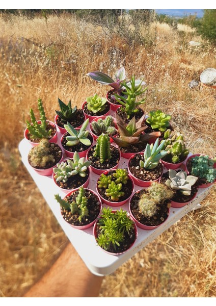 20'li Kaktüs Sukulent Mix