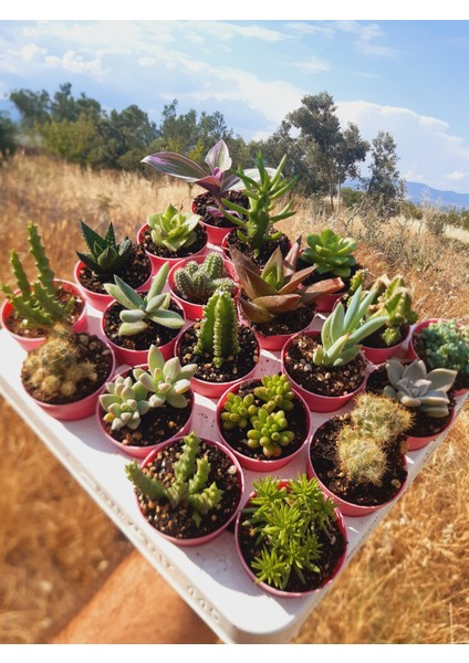 20'li Kaktüs Sukulent Mix fiyatları