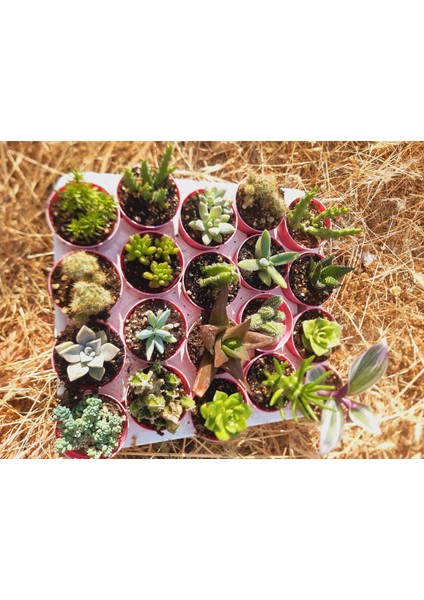 20'li Kaktüs Sukulent Mix modelleri
