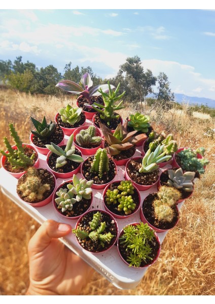 20'li Kaktüs Sukulent Mix fırsatları
