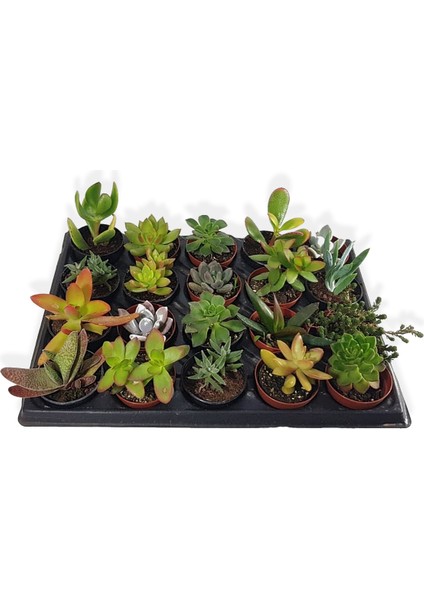 6 Adet Sukulent Set Birbirinden Farklı Karışım