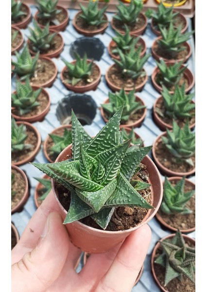 Haworthia Limifolia Nadir Tür 5.5 cm Kaktüs Sukulent