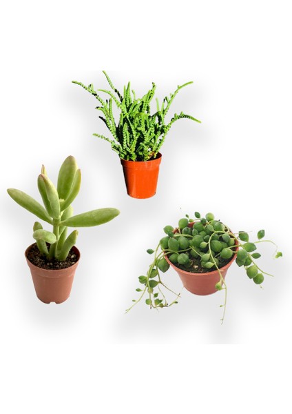 Para Ağacı Çiçeği - Prenses Çamı - Tespih Çiçeği 5.5 cm Kaktüs Sukulent