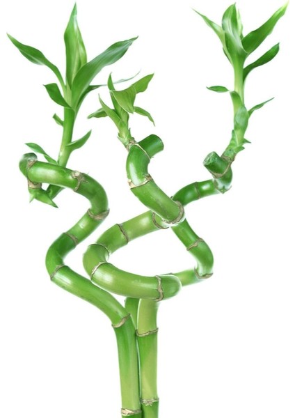 Lucky Bamboo Şans Bambusu 50 cm