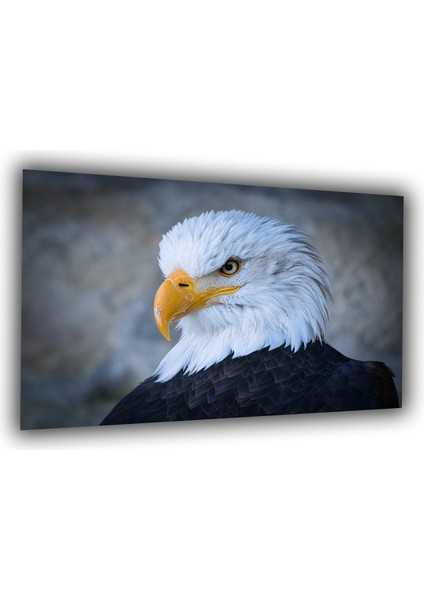 Kartal
