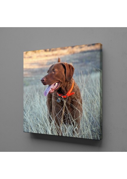 Kahverengi Köpek 25 x 25 cm Tablo