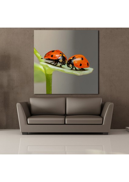 Uğur Böcekleri 2 180X180CM fiyatları