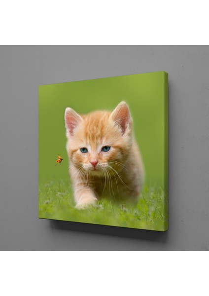 Kahverengi Kedi 180X180CM