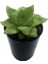 Haworthia Cymbiformis Şeffaf Sukulent 1