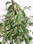 Ficus Benjamin 2