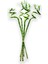 Dal Bambu Lucky Bamboo Şans Bambu 50-60 cm 3'lü Salon Ev Bitkisi 1