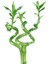 Lucky Bamboo Şans Bambusu 50 cm 1