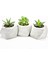 Beton Sukulent Saksı 3'lü Set ( Çiçek Dahil) 1