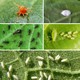 Era Eraorganik Organik Bitki Sinek - Yaprak Biti - Kırmızı Örümcek Ilaç