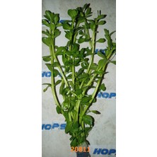 Hops Bacopa Monnıer Green