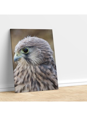 Deko Gonya Genç Şahin Temalı Dekoratif Kanvas Tablo
