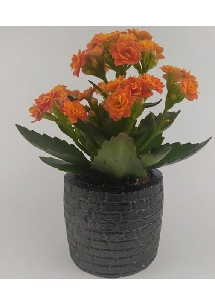 Siyah Taş Duvar Saksıda Kalanchoe