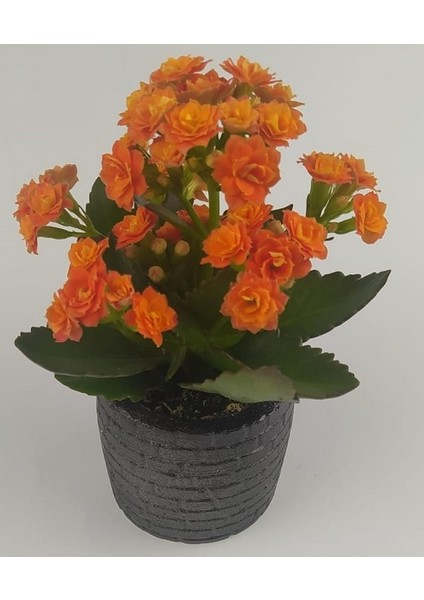 Siyah Taş Duvar Saksıda Kalanchoe