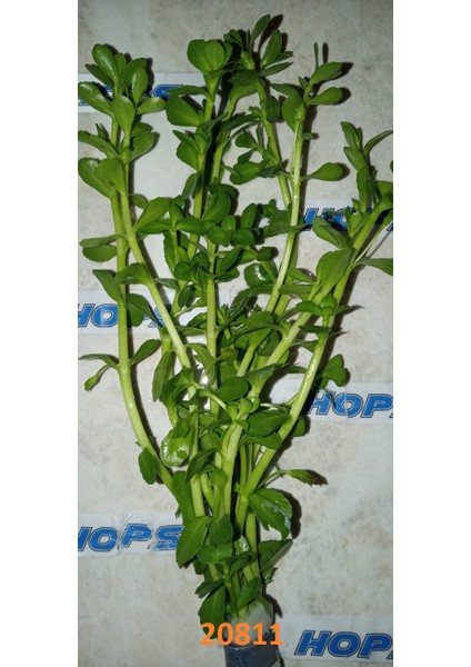 Bacopa Monnıer Green