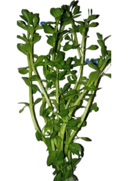 Bacopa Monnıer Green