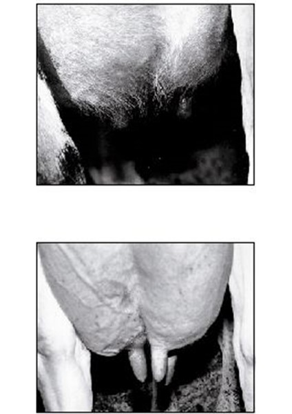 Meme Tüyü Temizleyici modelleri