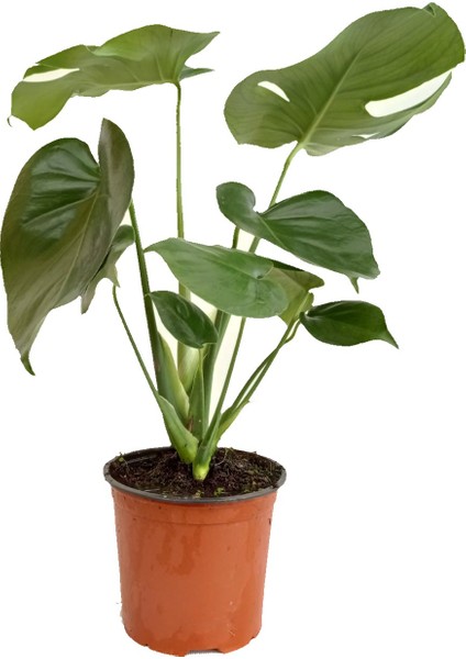 Deve Tabanı, Monstera