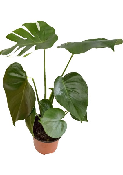 Deve Tabanı, Monstera