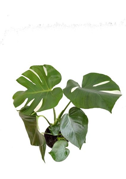 Deve Tabanı, Monstera