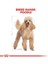 Poodle Adult 3 kg 2