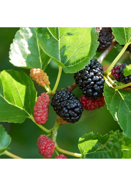 Karadut Şurubu 50 ml x 3'lü modelleri