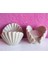Midye Deniz Kabuğu istiridye Tealight Mumluk Silikon Kalıp K-333 3