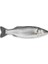 Levrek (800 G-1000 G) 1