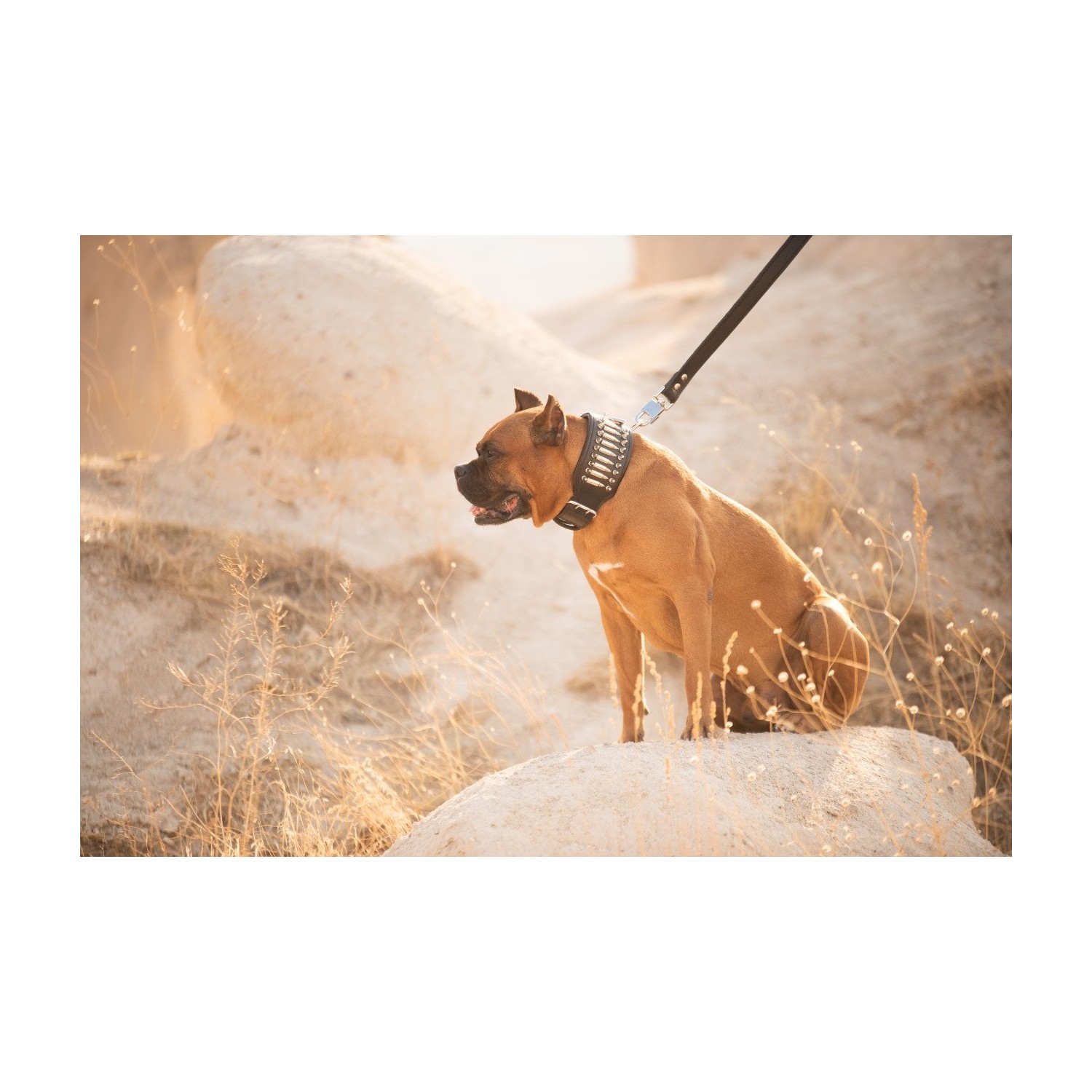 Ac Leather Gladyator Set Kopek Tasmasi Fiyati Taksit Secenekleri