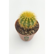 Toptan Kaktüs Notocactus Leninghausii 5.5 cm Saksıda