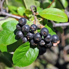 Bursa Tarım Galicjanka Aronia Aronya Fidanı