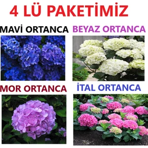 Ucuzluk Diyarı 1 Adet Ital 1 Adet Mavi 1 Adet Mor 1 Adet Beyaz Ortanca Fidanı Tüplüdür