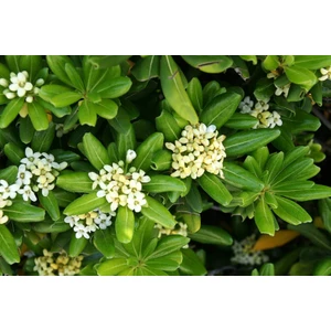 Ucuzluk Diyarı 1 Adet Yıldız Çalısı Pittosporum Fidanı Tüplüdür