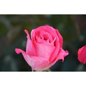 Ucuzluk Diyarı 1 Adet Pembe ( Yediveren ) Gül Fidanı Tüplüdür