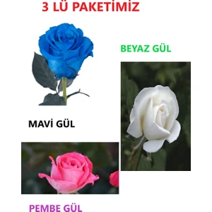 Ucuzluk Diyarı 1 Adet Mavi Gül + 1 Adet Pembe Gül 1 Adet Beyaz Gül Fidanı Tüplüdür