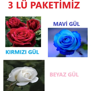Ucuzluk Diyarı 1 Adet Kırmızı Gül + 1 Adet Mavi Gül + 1 Adet Beyaz Gül Fidanı Tüplüdür