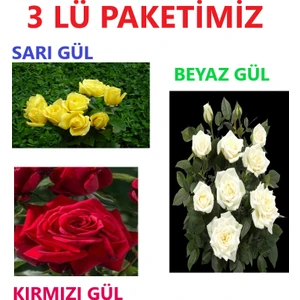 Ucuzluk Diyarı 1 Adet Kırmızı Gül + 1 Adet Sarı Gül + 1 Adet Beyaz Gül Fidanı Tüplüdür