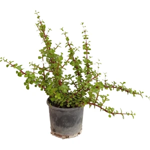 Yeşim Ağacı 45-50 cm Boyunda, Para Çiçeği