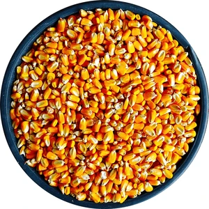 Bizim Yem Mısır  1kg Tavuk Yemi Yemlik Mısır Kanatlı Yemi Kaz Ördek Yemi Kuş Yemi