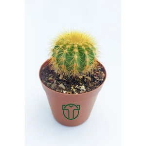 Toptan Kaktüs Notocactus Leninghausii 5.5 cm Saksıda