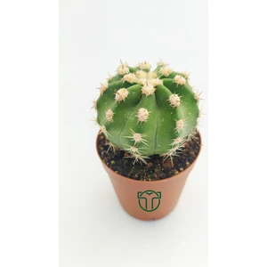 Toptan Kaktüs Echinopsis Subdenudata Beyaz Çiçekli Kaktüs 5.5 cm Saksıda