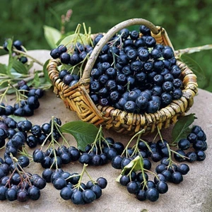 Bursa Tarım Galicjanka Aronia Aronya Fidanı